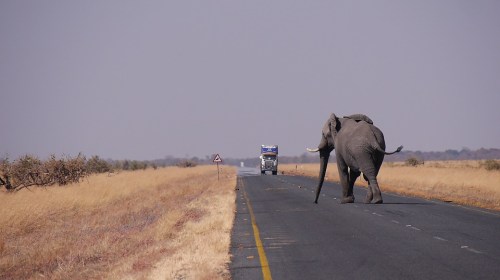j2-servid-elefant.jpg